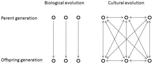 Kaaviossa kuvataan nuolten avulla biologisen ja kulttuurisen evoluution eroja. Siinä missä ensin mainittu kulkeen vain yhdensuuntaisesti, vanhemmilta jälkeläisille, kulttuurista evoluutiota ei koske sama rajoitus.